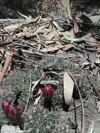 Imagem de Echinopsis pentlandii (Hook.) Salm-Dyck ex A. Dietr.