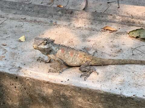 Image of Blue crested lizard