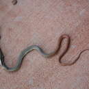 Image of Demansia psammophis cupreiceps Storr 1978