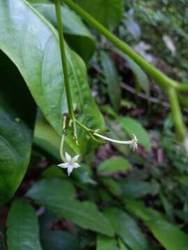 Image of Rudgea stipulacea (DC.) Steyerm.