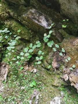 Image of Adiantum capillus-junonis Rupr.