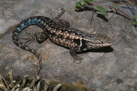 Image of Bluebelly Lizard