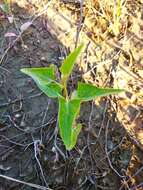 Atriplex calotheca (Rafn) Fries的圖片