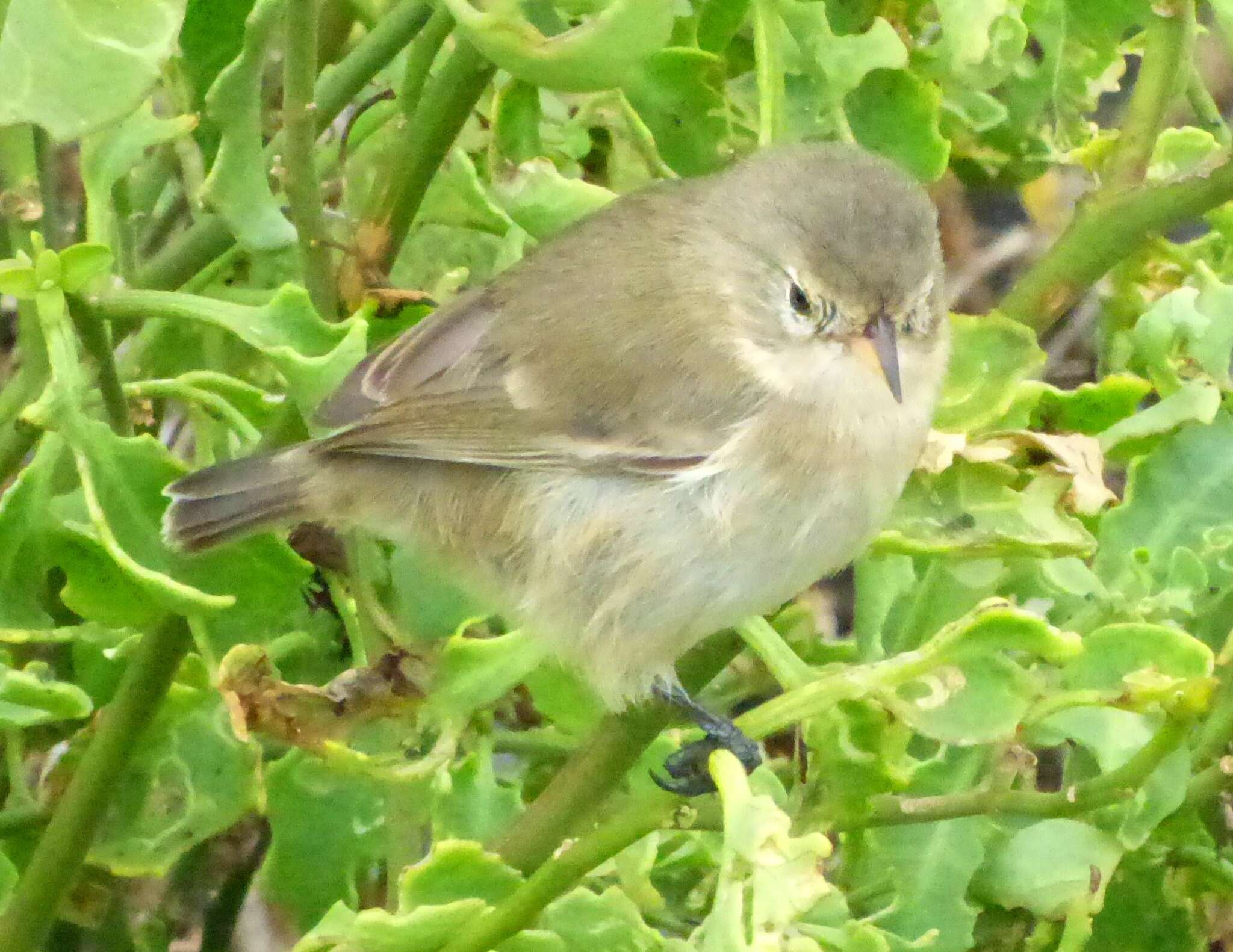 Image of Grey Warbler-Finch