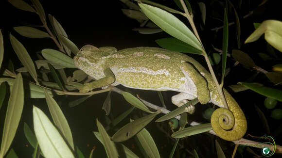 Image of Chamaeleo chamaeleon chamaeleon (Linnaeus 1758)