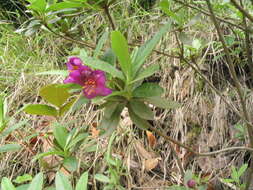 Imagem de Rhododendron lepidotum Wall.