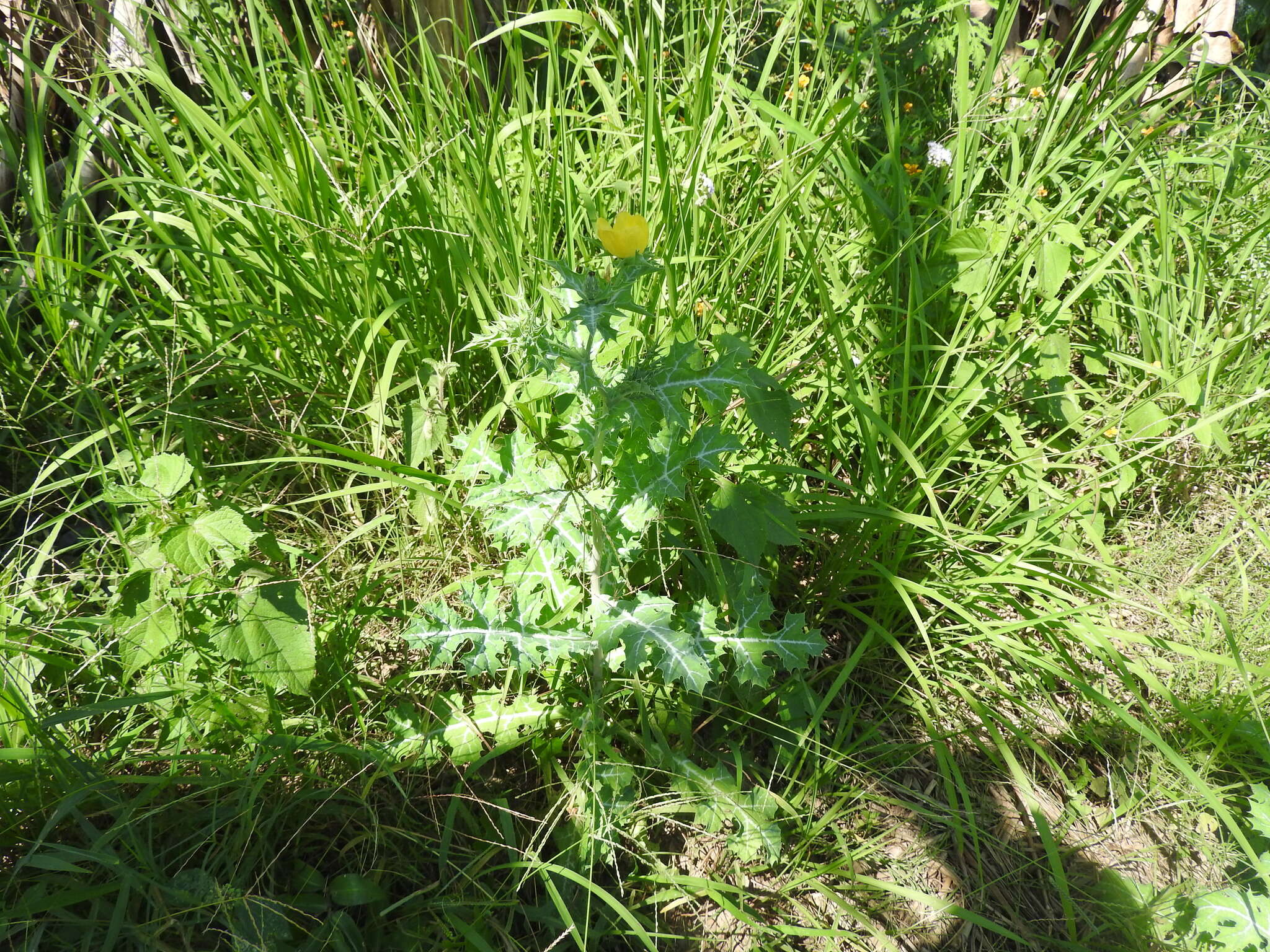 Image of Mexican pricklypoppy