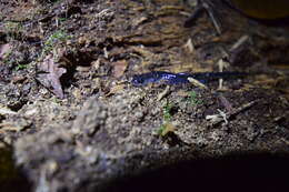 Слика од Plethodon meridianus Highton & Peabody 2000