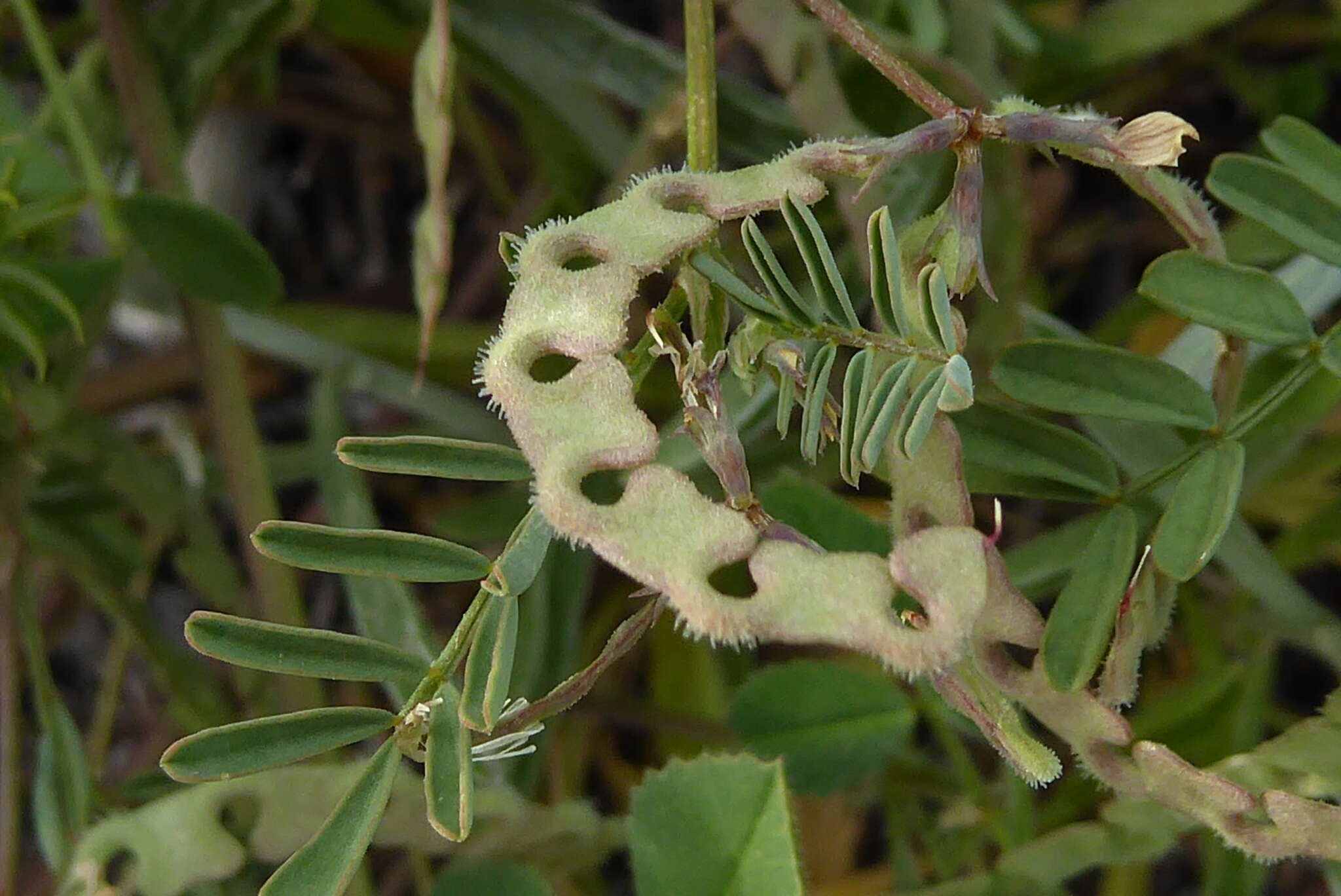 Sivun Hippocrepis ciliata Willd. kuva