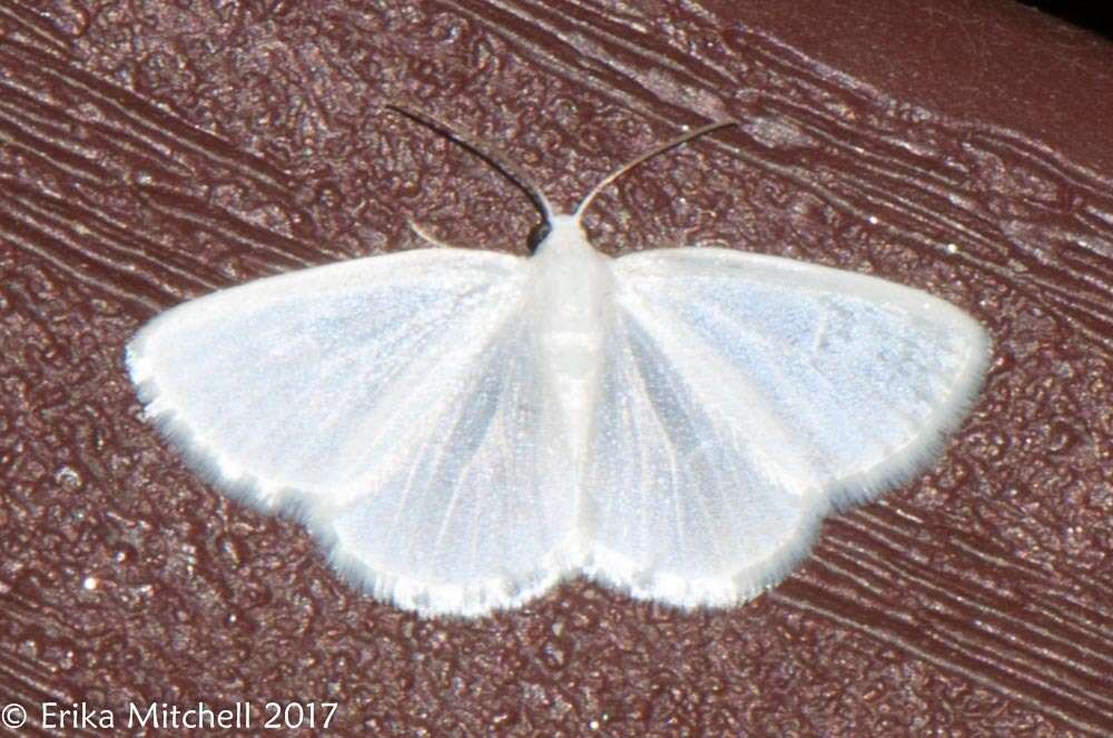 Image of White Spring Moth