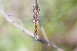 Image of Florida Baskettail