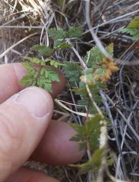 Image of Wright's lipfern