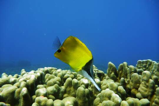 Image of Longnose butterflyfishes