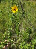 Sivun Helianthus nuttallii Torr. & A. Gray kuva