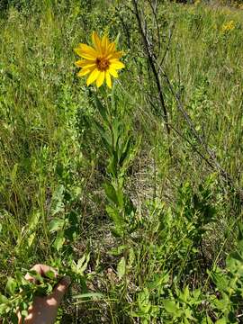 Image of Nuttall's sunflower