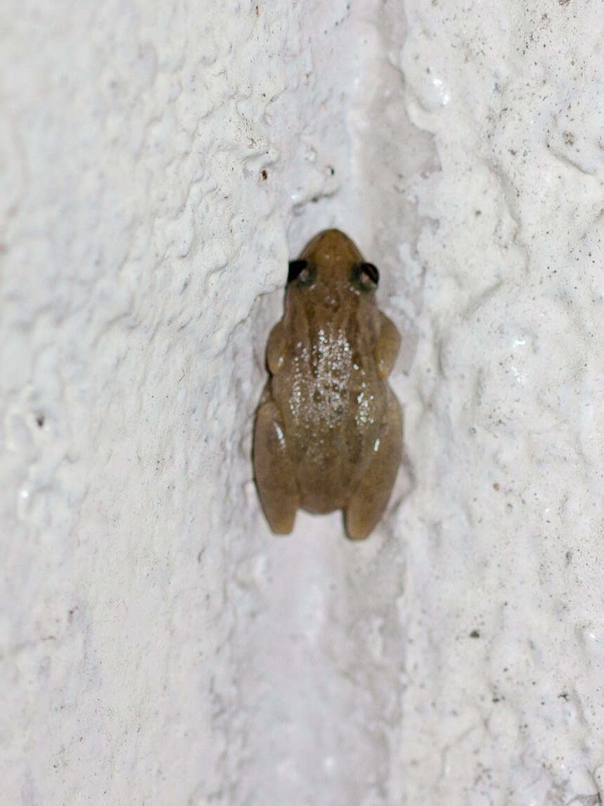 Image of Stauffer's Long-nosed Treefrog