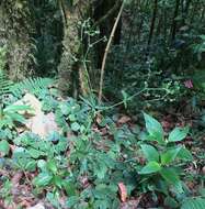 Image of Pacific Black-snakeroot