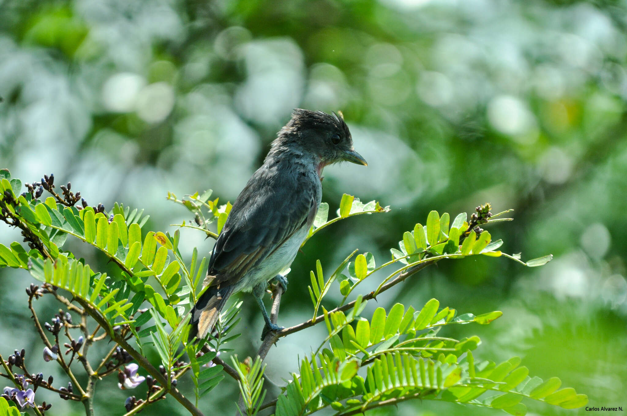 Pachyramphus aglaiae (Lafresnaye 1839) resmi