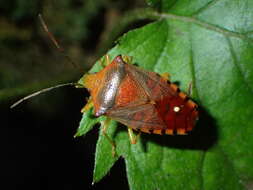 صورة Acanthosoma denticaudum Jakovlev 1880