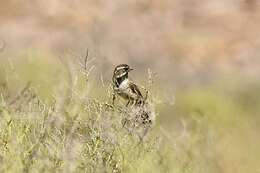 Amphispiza bilineata deserticola Ridgway 1898 resmi