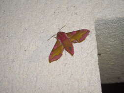 Image of small elephant hawk-moth