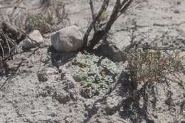 Image of Lophophora koehresii