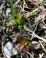 Imagem de Epilobium ciliatum subsp. glandulosum (Lehm.) P. C. Hoch & P. H. Raven