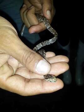 Image of Cloudy Snail-eating Snake