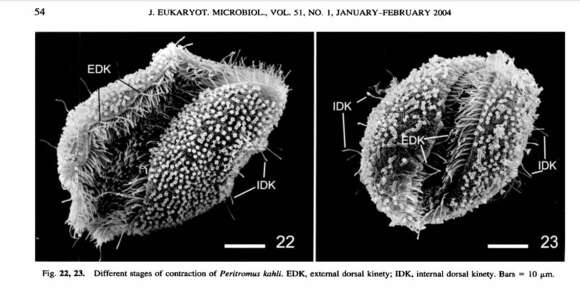 Image de Peritromus kahli