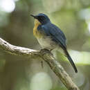 Image of Palawan Blue Flycatcher