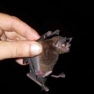 Image of mustached bat