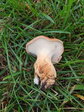 Polyporus radicatus Schwein. 1832 resmi