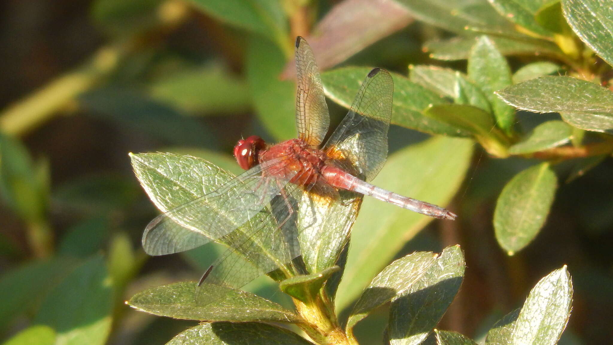 Imagem de Erythrodiplax fusca (Rambur 1842)