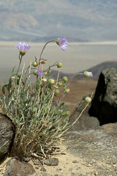 صورة <i>Xylorhiza <i>tortifolia</i></i> var. tortifolia