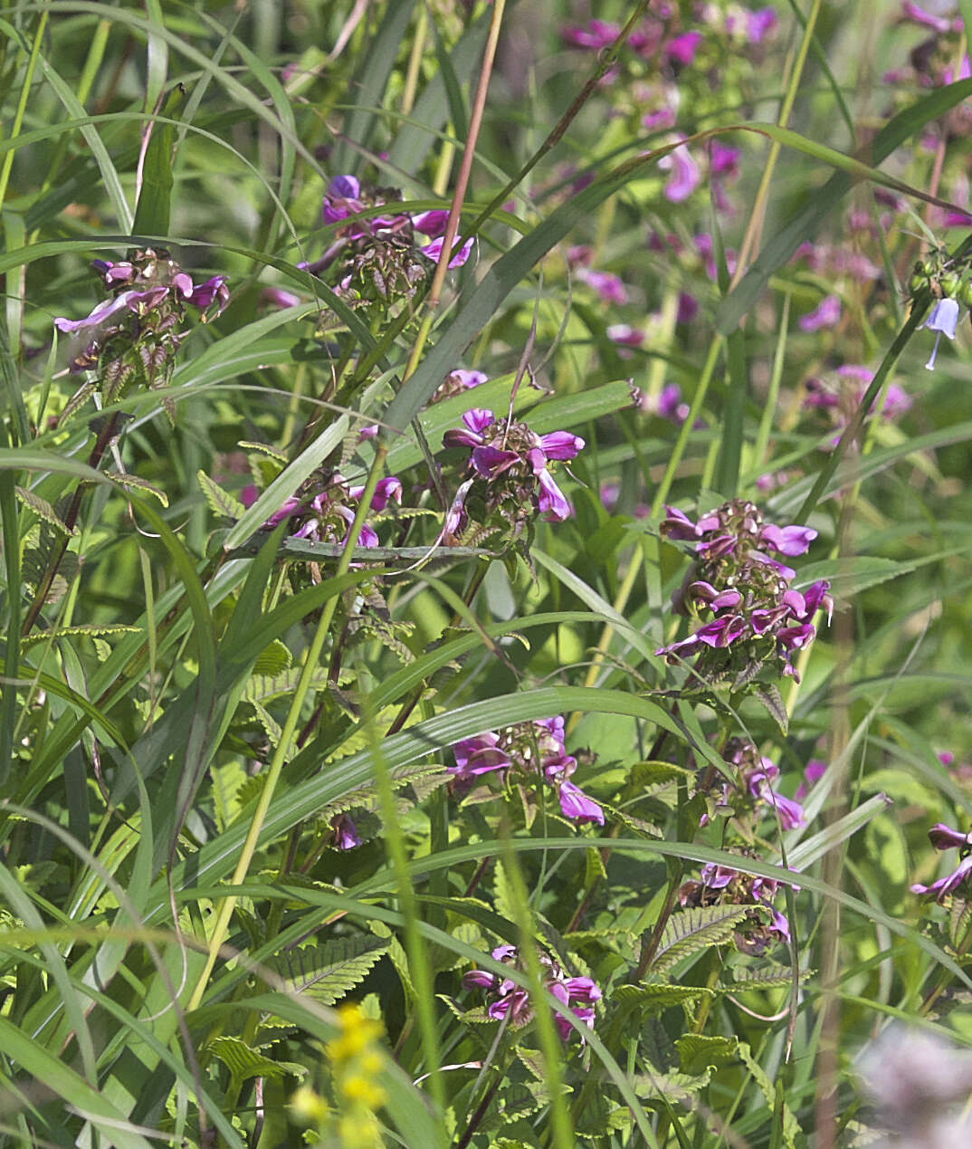 Image of Pedicularis resupinata var. caespitosa Koidz.