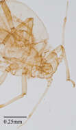 Image of Aphid