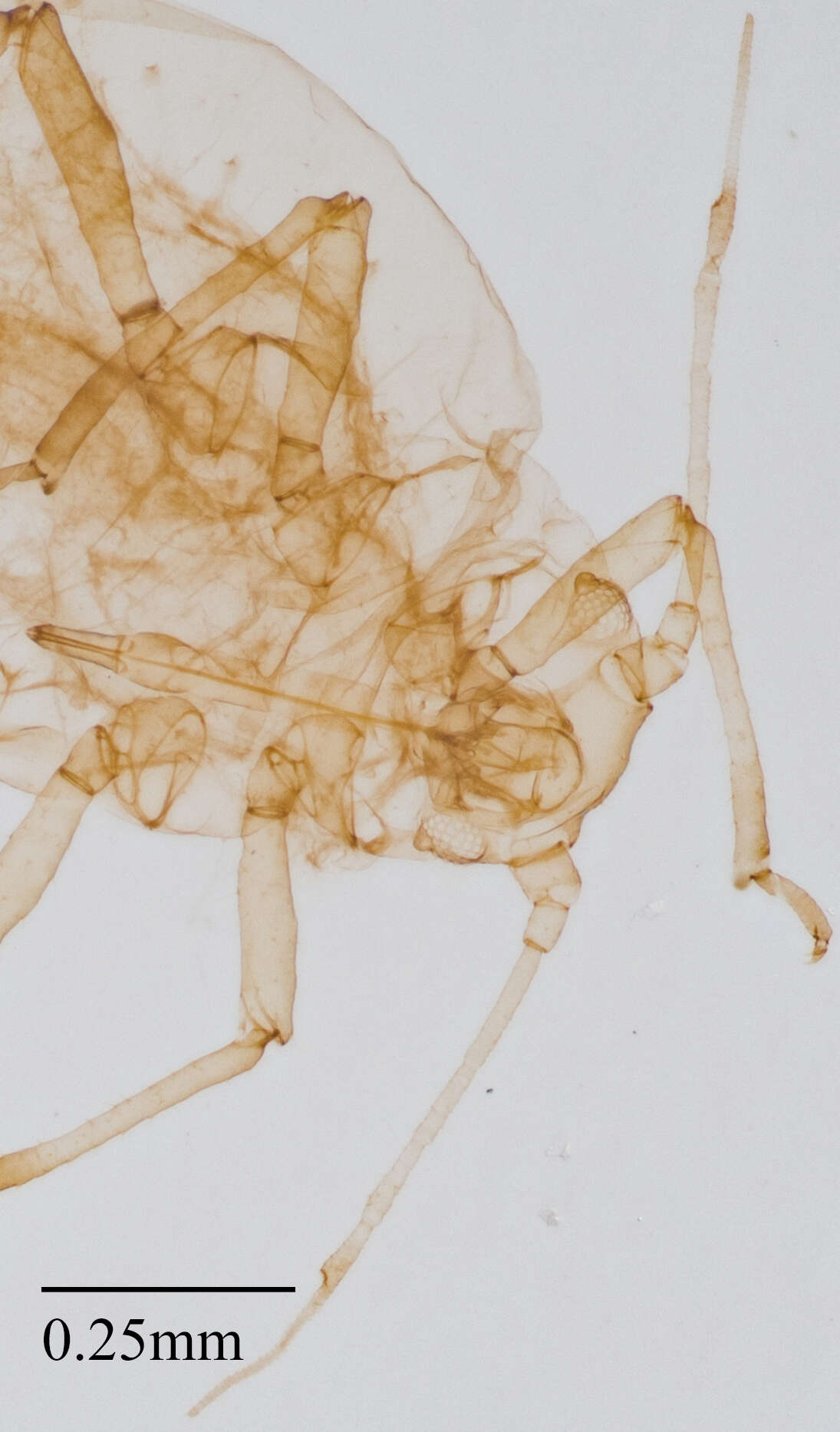 Image of Aphid