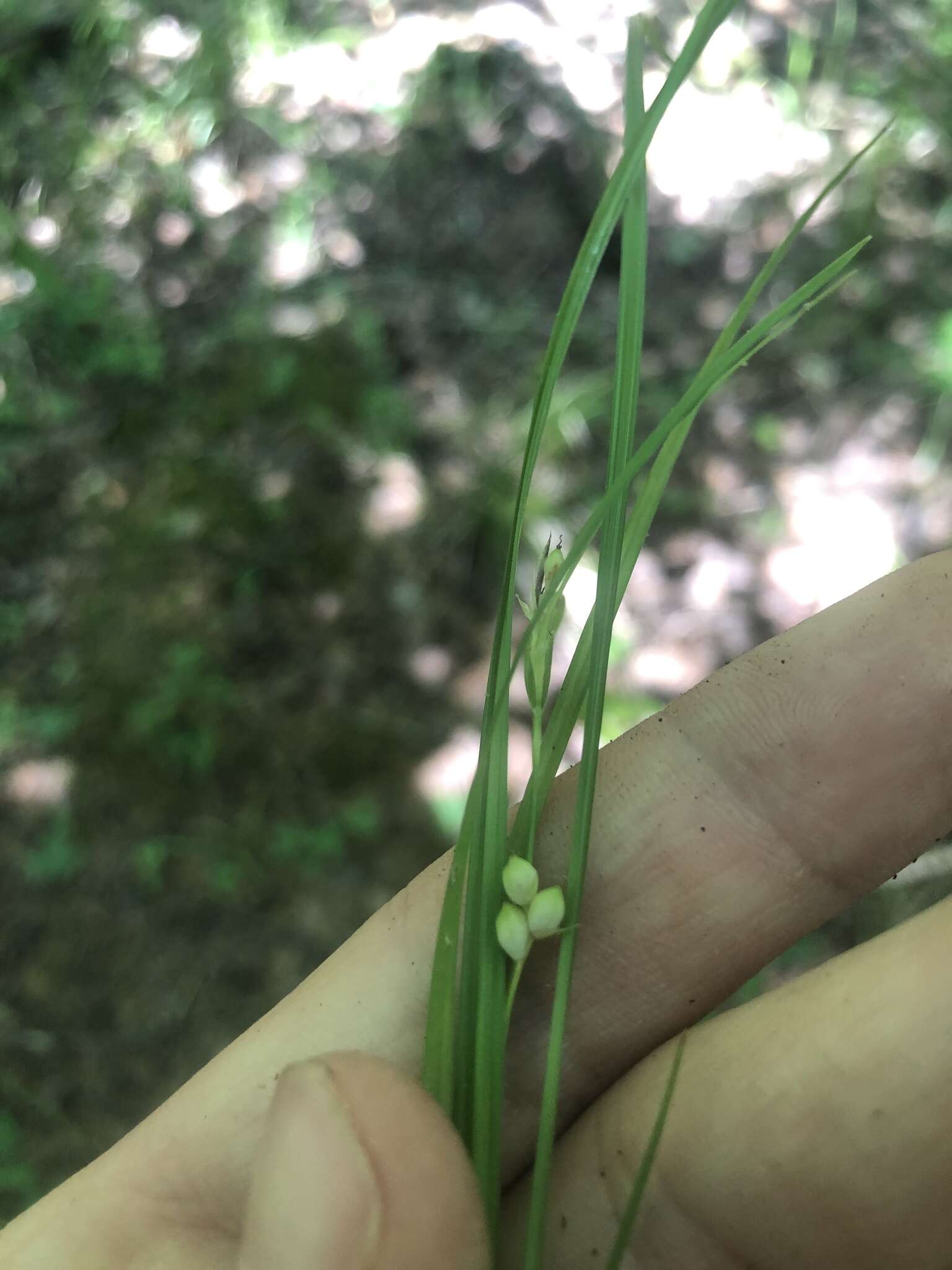 Image of False Hair Sedge