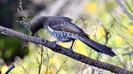 Image of Little Wattlebird