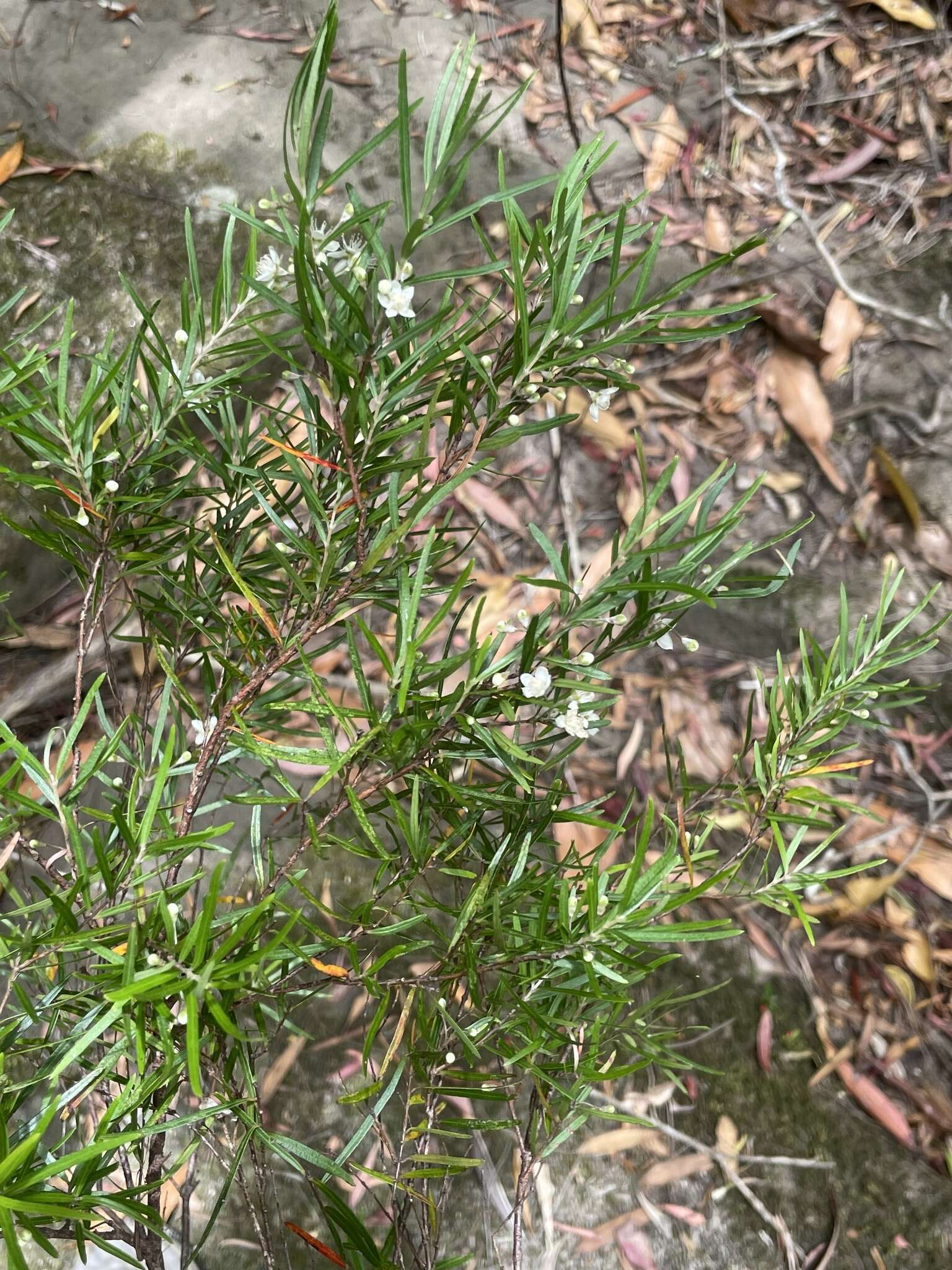 Image of Austromyrtus tenuifolia (Sm.) Burret