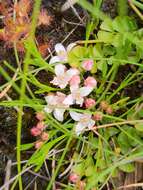 Image de Cyanothamnus nanus var. hyssopifolius