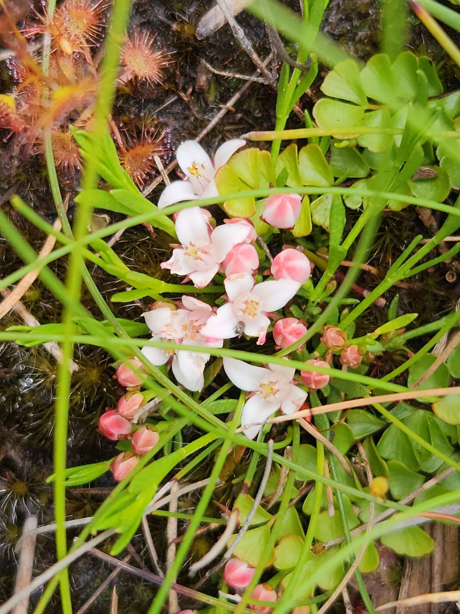 Cyanothamnus nanus var. hyssopifolius的圖片