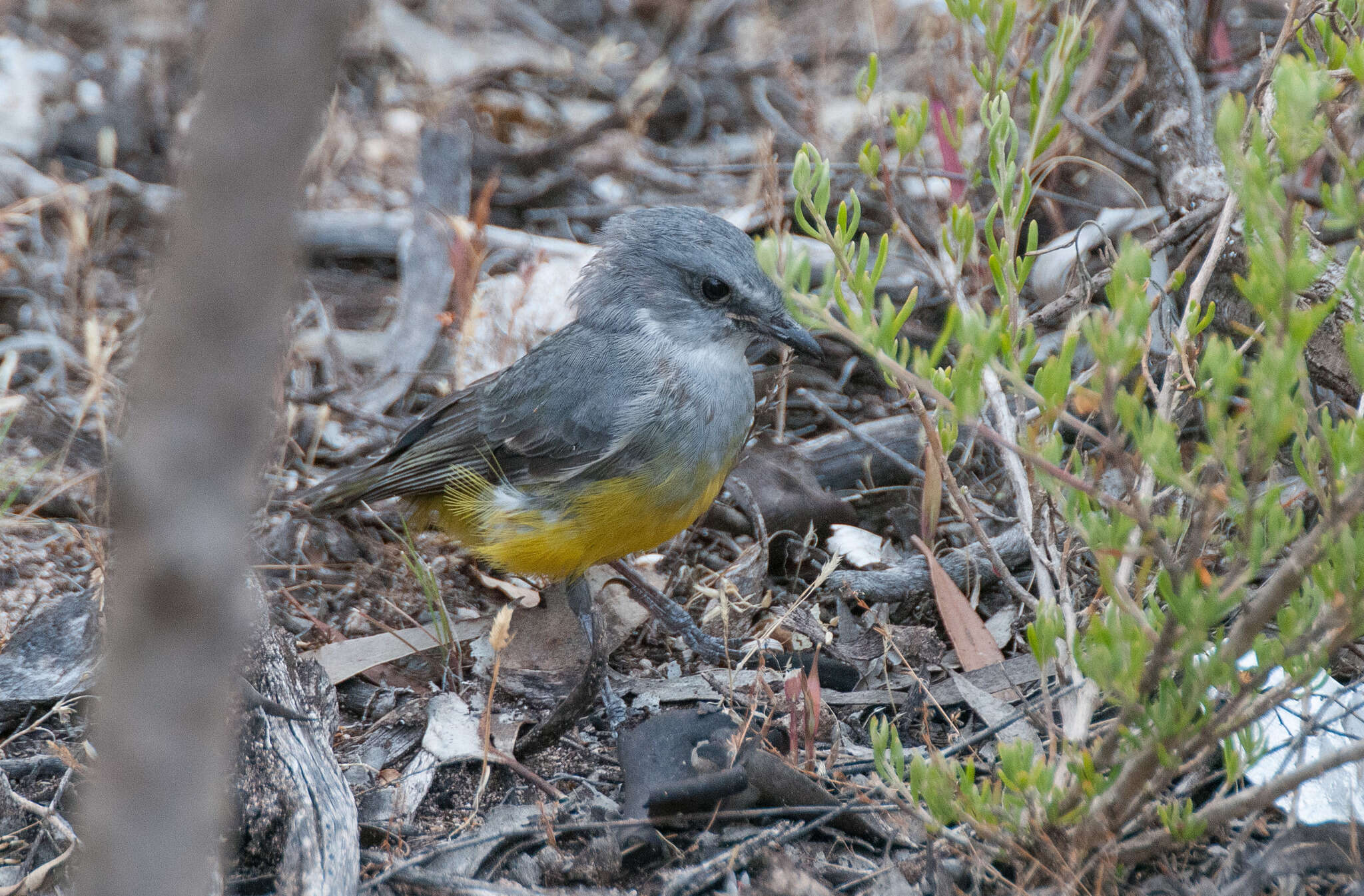 Image of Grey-breasted Robin