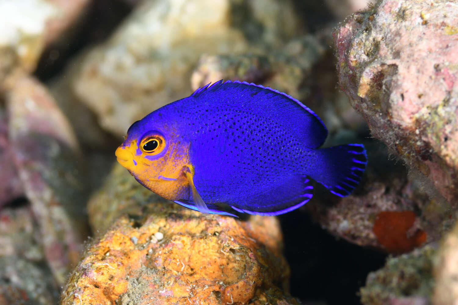 Image of Cherub Pygmy Angelfish