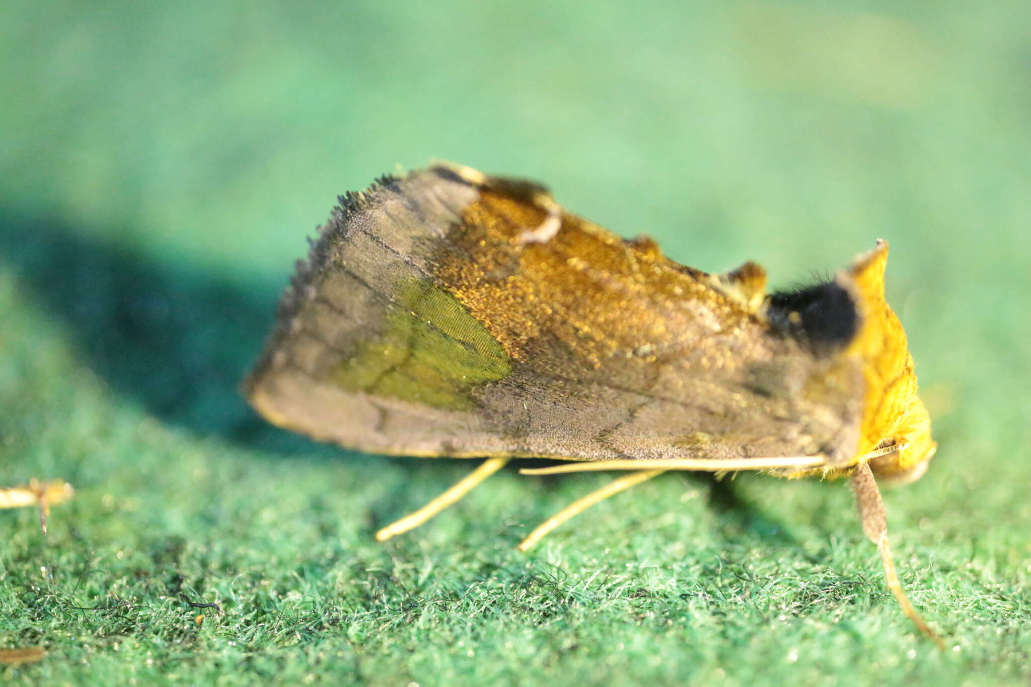 Image of scarce burnished brass