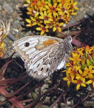 Image of Argyrophorus