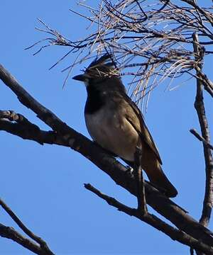 Oreoica gutturalis gutturalis (Vigors & Horsfield 1827)的圖片