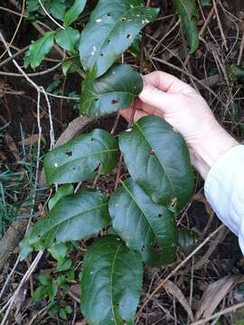 Image de Celastrus subspicatus Hook.