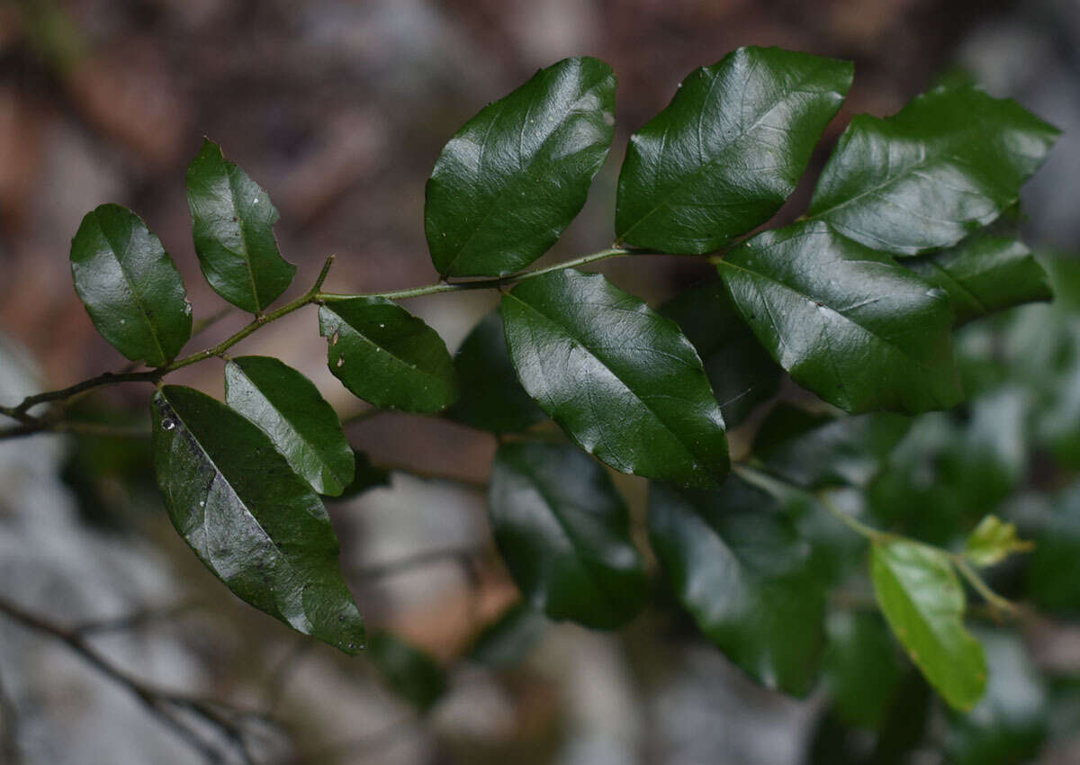 Image de Berchemia ecorollata F. Müll.