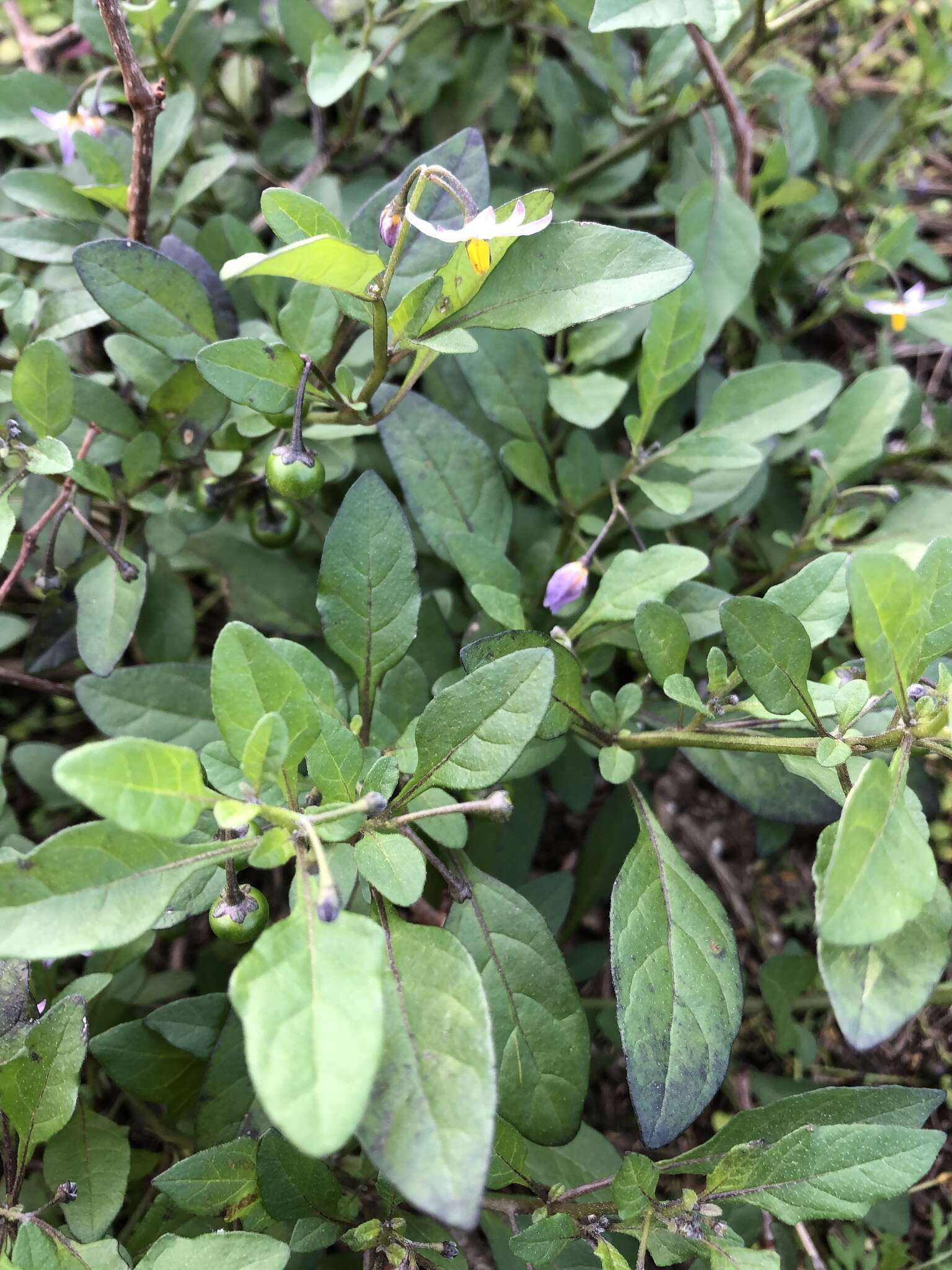 Image of Glowing Nightshade